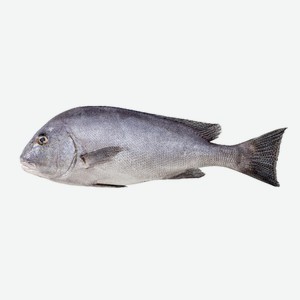 Рыба Cладкогуб