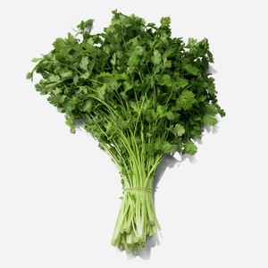Кинза весовая