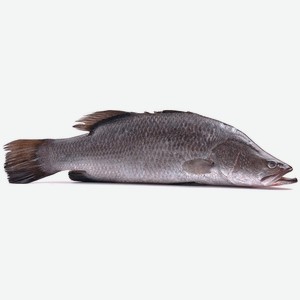 Барамунди, ~1.5кг