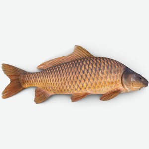 Карп живой, ~1.5кг