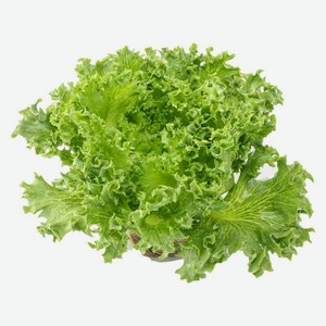 Салат Фриллис 1шт., 100 г