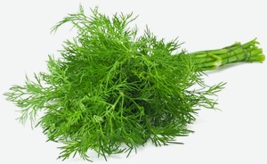 Укроп весовой